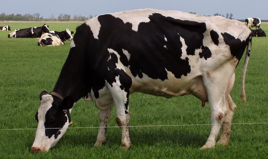 Rindfleisch funktioniert bei Laktoseintoleranz