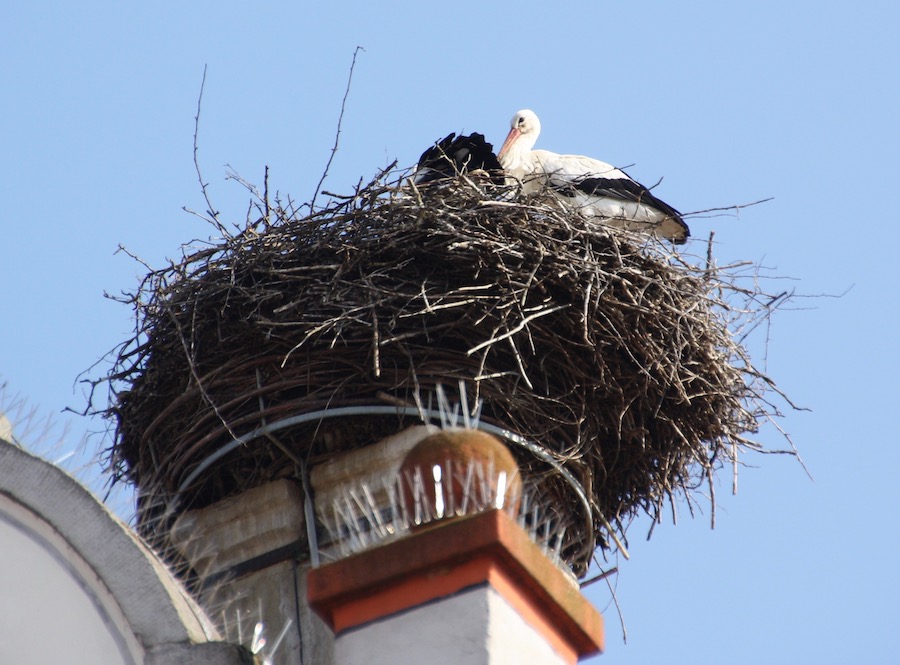 Der Storch scheint zu warten, daß die Zeit vergeht