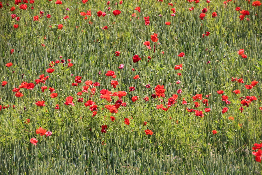Grüner Weizen und roter Mohn überall um Faaborg