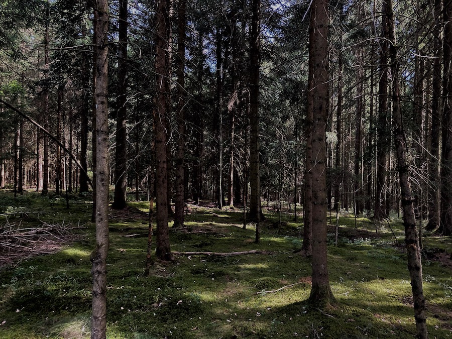 Der Schwarzwald - oben Licht, unten dunkel