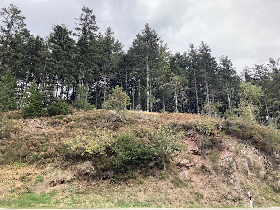 Unter der Erdkrume liegt meistens Sandstein.