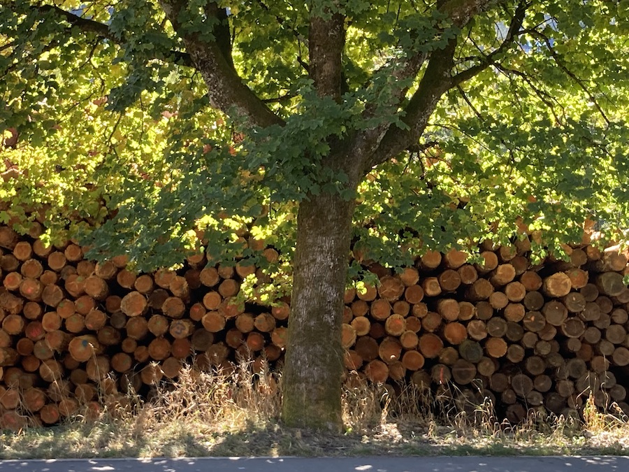 Holzlager am Sägewerk an der Straße nach Baiersbronn