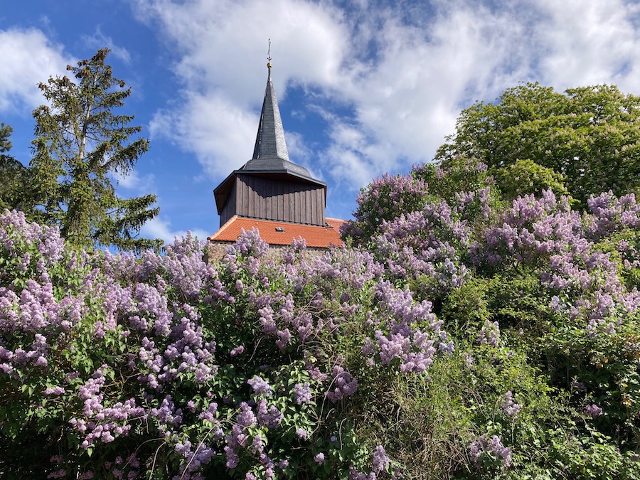 Die Zirchower Kirche liegt auf einem Hügel inmitten von Fliederbüschen