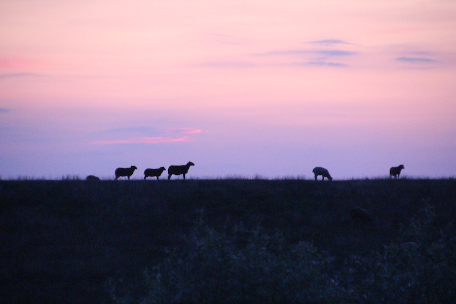 Die Schafe auf dem abendlichen Deich