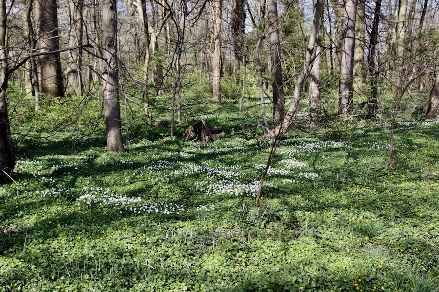 Typisch für den Rügener Frühling: Anemonen