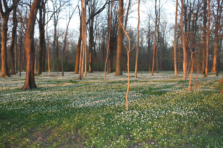 Zahlreiche Anemonen blühen im April unter Buchen