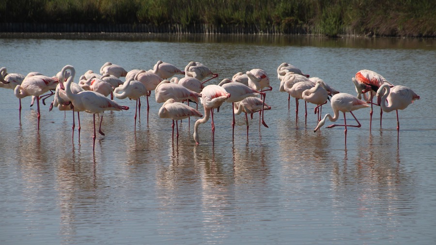 Eine Gruppe Flamingos im flachen Wasser