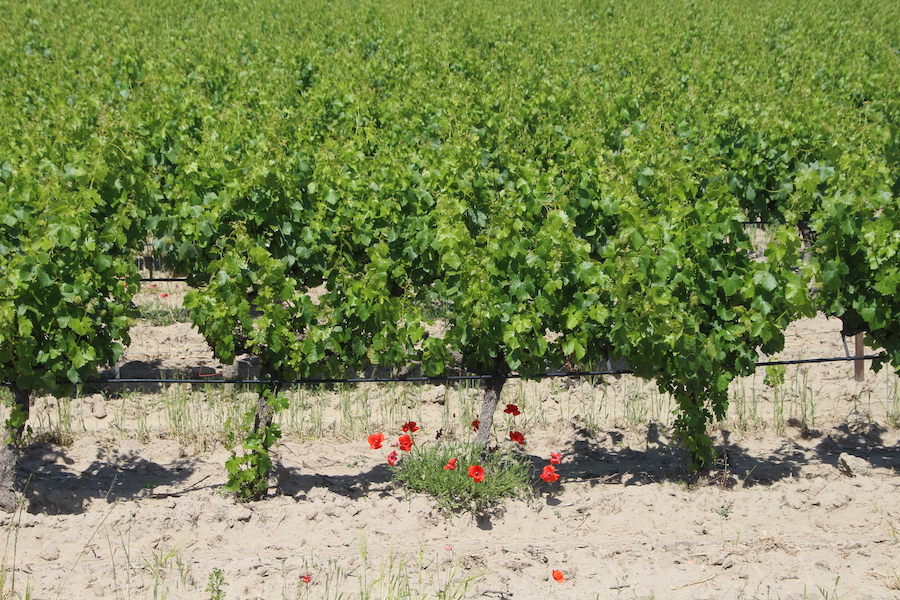 Sandwein an der Straße D 507 nach Aigues-Mortes