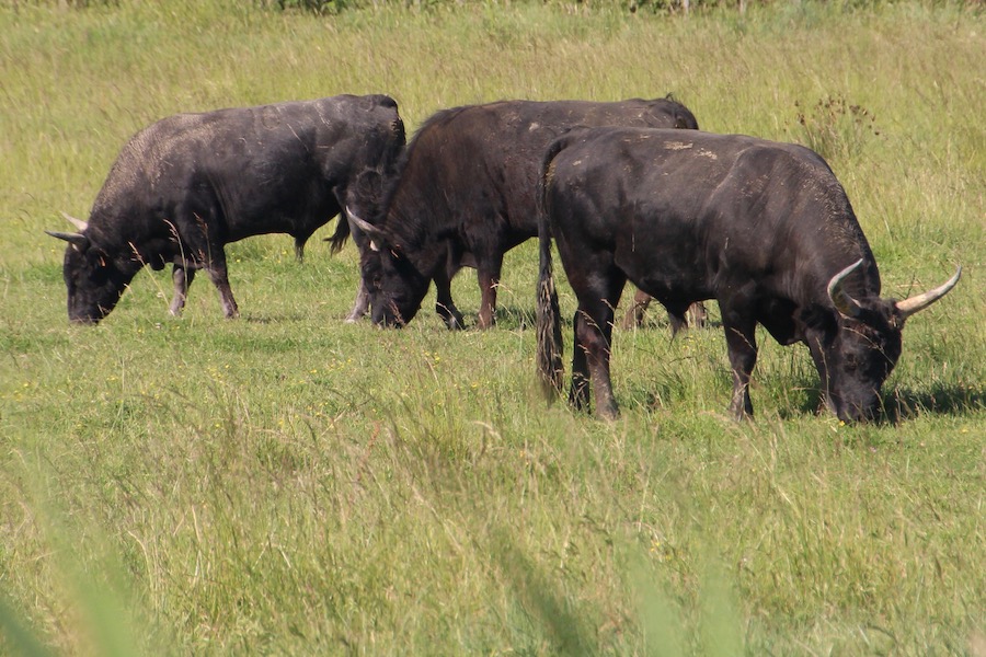 Schwarze Stiere gibt es in der Camargue genug - meistens aber auf einer Weide.