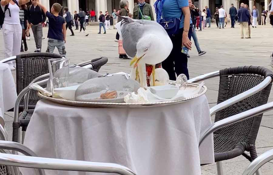 Die Möwe auf dem Teller