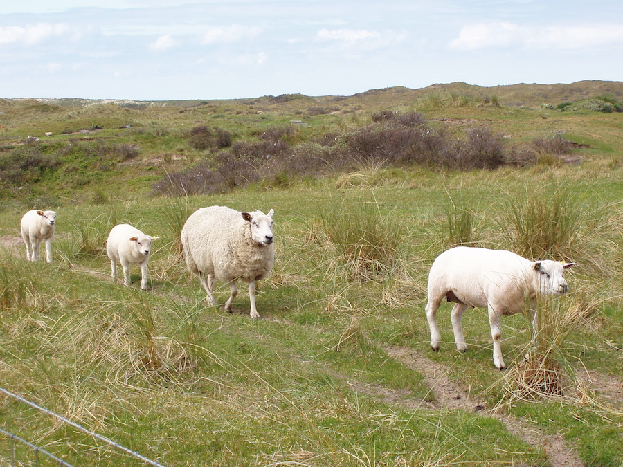 Schfchenwiese am Pipersdijk